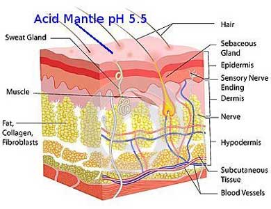 acid mantle